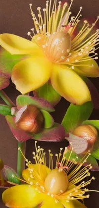 This stunning phone live wallpaper features a bunch of exquisite yellow flowers resting on a wooden table