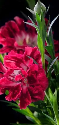 Enhance your phone background with a striking red carnation and leaf portrait live wallpaper