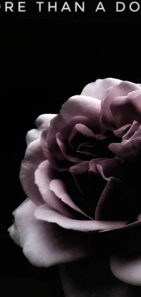This dark and romantic phone live wallpaper showcases a beautiful rose in a moody, purple lighting