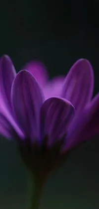 This live phone wallpaper boasts a stunning close-up of a purple daisy