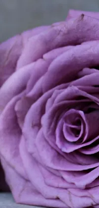 Add a touch of nature to your phone with this beautiful live wallpaper featuring a stunning purple rose on a wooden table