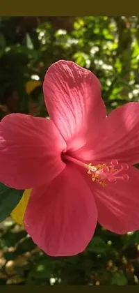 This hibiscus live wallpaper for phones features a stunning close-up of a pink flower, complete with lush green foliage in a marijuana garden