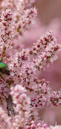This lively phone live wallpaper showcases an attractive green bug perched atop a vibrant pink flower, surrounded by blooming cherry blossom trees