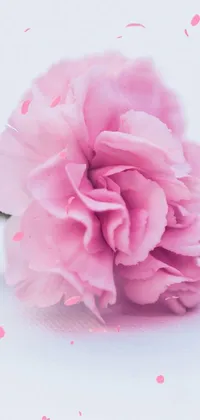 Looking for a stunning phone live wallpaper? This one features a macro photograph of a pink carnation blossom on a white surface, offering a romantic feel