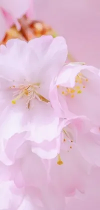 Enhance your phone screen's aesthetics with this stunning live wallpaper featuring fine pink flowers in high-definition