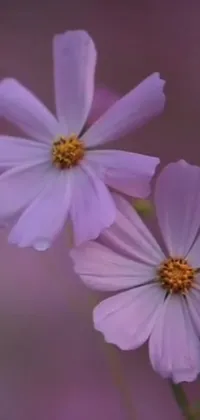 This phone live wallpaper displays two lovely purple flowers against a cosmos background, creating a serene and tranquil atmosphere