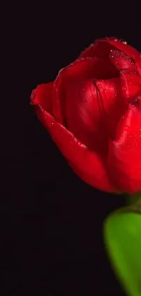 This phone live wallpaper showcases a stunning red rose sitting on a green leaf in a romantic and enticing style