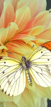 This phone live wallpaper features a stunning digital art close-up of a butterfly resting on a flower
