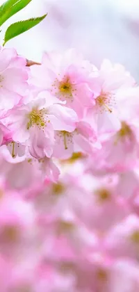 This phone live wallpaper features a close-up image of stunning pink flowers, likely cherry blossoms, captured in full bloom