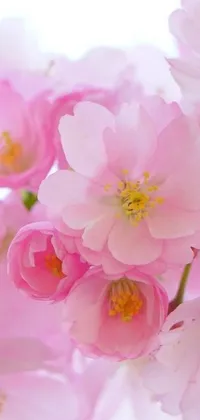 This live wallpaper features stunning pink sakura flowers in full bloom