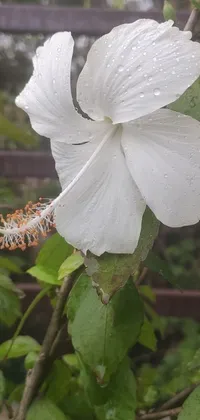 Experience the beauty of a white flower on a tree with this stunning phone live wallpaper