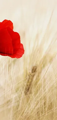 This stunning live wallpaper depicts a beautiful anemone flower in a windswept field of wheat