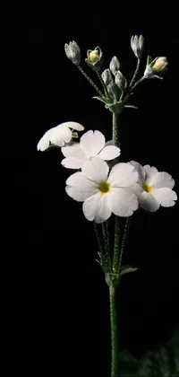 Flower Plant Petal Live Wallpaper