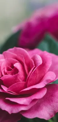 Looking for a nature-inspired live wallpaper for your mobile phone? Look no further! This wallpaper features a beautiful and vibrant pink rose, captured in a close-up shot that showcases its soft pink petals and green leaves