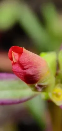 This phone live wallpaper features a stunning close-up of a synchromism flower bud