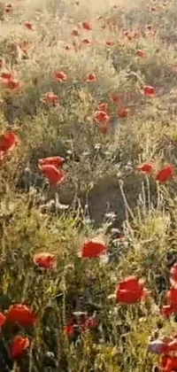 This beautiful live wallpaper features a field of vibrant red flowers in soft sunlight