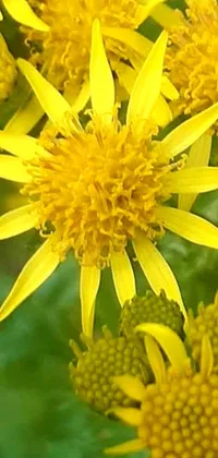 This stunning phone live wallpaper features a close-up of vibrant yellow flowers with spiky petals