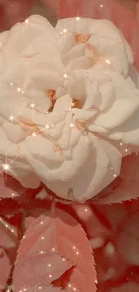 Enhance your phone screen with a beautiful live wallpaper featuring a diamond ring and white rose