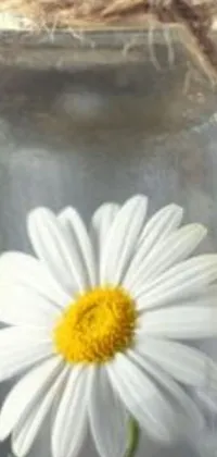 This phone live wallpaper features a close-up shot of a chamomile flower in a glass jar