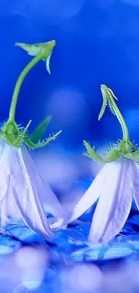 This phone live wallpaper features a mesmerizing macro photograph of two delicate white flowers on a deep blue surface