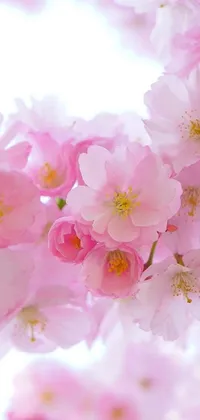 Flower Plant Petal Live Wallpaper