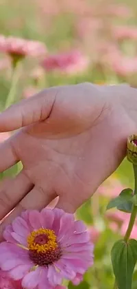 This phone live wallpaper depicts a stunning pink flower being touched by a hand