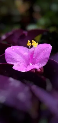 This unique phone live wallpaper features a beautiful pink flower on a bed of purple leaves, flanked by galactic yellow and violet swirled colors