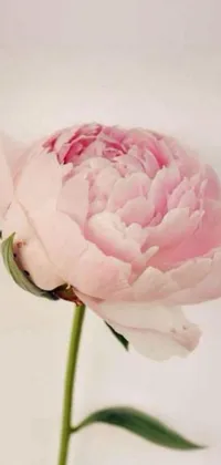 This stunning phone live wallpaper features a close-up view of a pink peony flower arranged in a vase, showcasing beautiful soft pink hues that accentuate the beauty of the flower