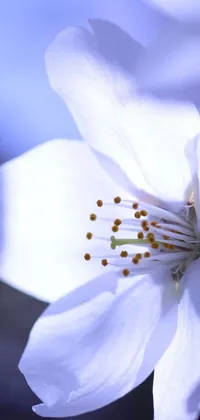 This phone live wallpaper showcases a close-up image of a beautiful white flower on a branch, resulting in a stunning macro photograph