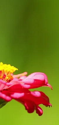 This stunning live wallpaper depicts a vibrant, close-up view of a flower captured at an impressive 1080p resolution