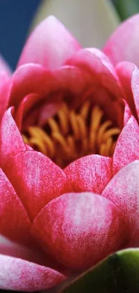 This stunning phone live wallpaper showcases a pink water lily, captured in high resolution and set against a deep, dark backdrop