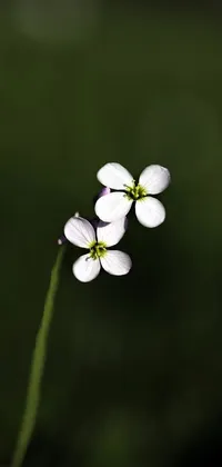 Enjoy a simplistic and serene phone live wallpaper featuring a small white flower on a vibrant green field