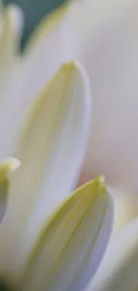 This phone live wallpaper features a close up view of a photorealistic white flower with soft colors