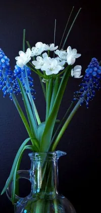 This live wallpaper features a stunning vase filled with blue and white hyacinth flowers set against a black background