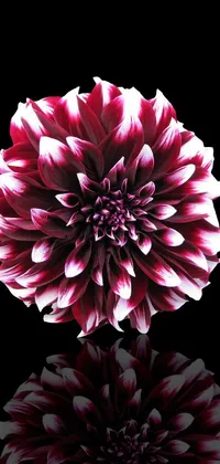 This exquisite live wallpaper for your phone showcases a digitally painted dahlia flower in a precisionism style