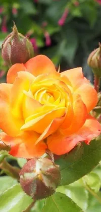 This live phone wallpaper features a mechanical peach rose in full bloom contrasted by a yellow and orange background