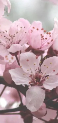 This phone live wallpaper showcases a cluster of pink flowers on a tree branch against a blurred background