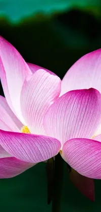 This phone live wallpaper features a captivating close-up of a pink flower on a stem, resting gracefully atop a lotus in a sōsaku hanga style