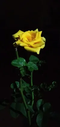 This captivating smartphone live wallpaper features a stunning yellow rose in a dark room, set against the backdrop of a peaceful nighttime ambiance