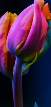 This phone live wallpaper features a beautiful pink flower with vibrant petals set against a deep blue background