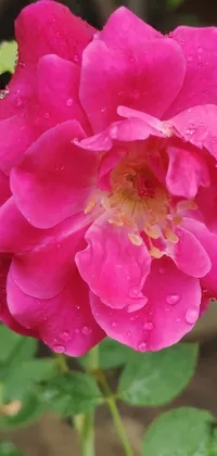 Discover a stunning phone live wallpaper featuring a vibrant pink rose adorned with dew droplets