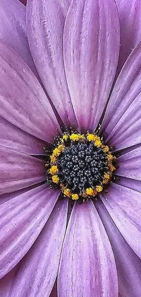 This phone live wallpaper features a stunning close-up of a purple daisy against a matching background