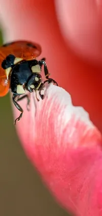 This beautiful phone live wallpaper features a photorealistic macro photograph of a strikingly vivid ladybug perched on top of a delicate pink flower