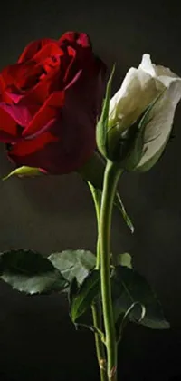 This live wallpaper features a realistic painting of two roses in red and white colors, signifying love and beauty