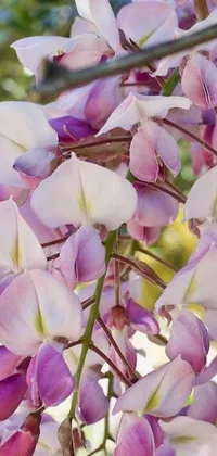 This stunning phone live wallpaper showcases an art nouveau style image featuring beautiful orchid stems, sweet acacia trees and a bunch of flowers on a tree