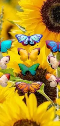 Transform your phone screen with the vibrant Butterfly Sunflower Live Wallpaper
