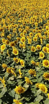This live wallpaper brings a field of sunflowers to your phone screen for a serene and natural atmosphere