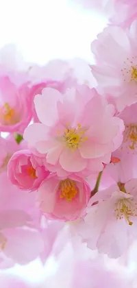 This phone live wallpaper showcases a stunning close-up of pink flowers captured by a renowned photographer