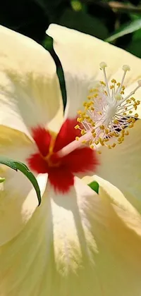 This live phone background features a high-resolution photograph of a yellow hibiscus flower with a red center