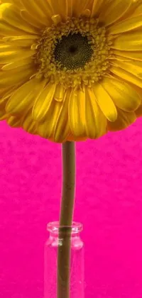 This lively phone live wallpaper features a stunning yellow flower arranged in a clear vase against a vibrant pink background